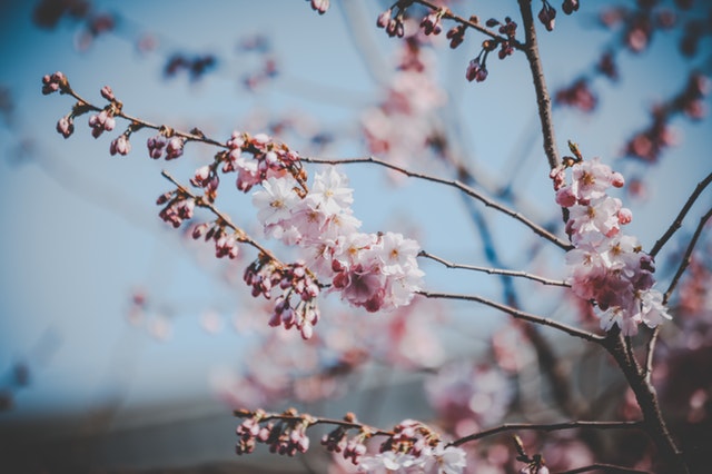 十二月花神的由来与传说