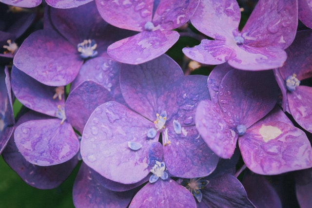 紫罗兰的花语以及养护方法：思念