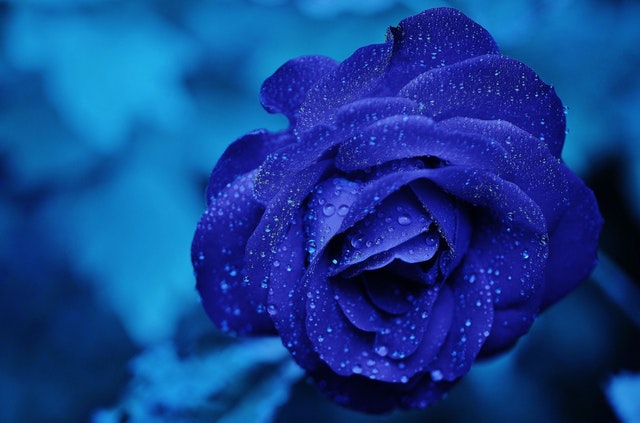 蓝色妖姬的花语以及不同朵数代表的不同含义