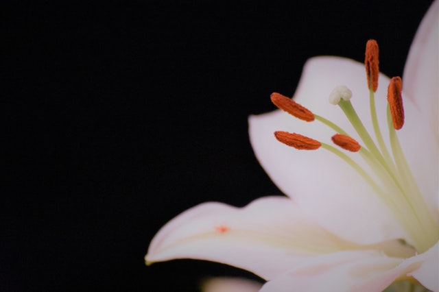 香水百合和普通的百合花有什么区别，花语是什么？