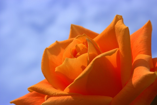 玫瑰花语大全：各种玫瑰花的不同花语