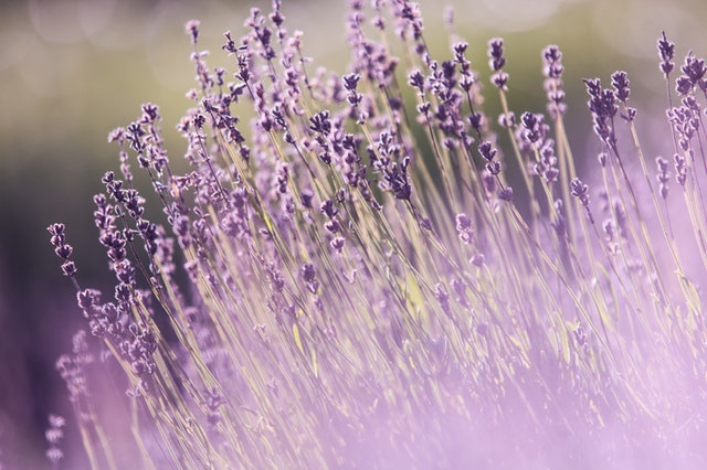 最受花艺师喜爱的100种叶材