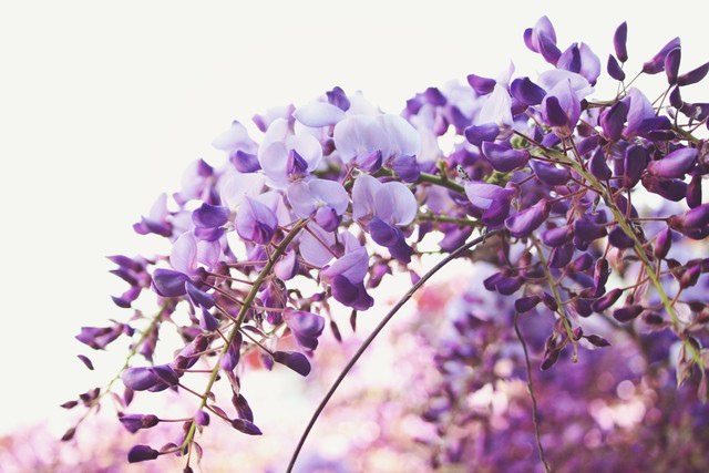 紫藤的花语寓意：象征依依思念之情