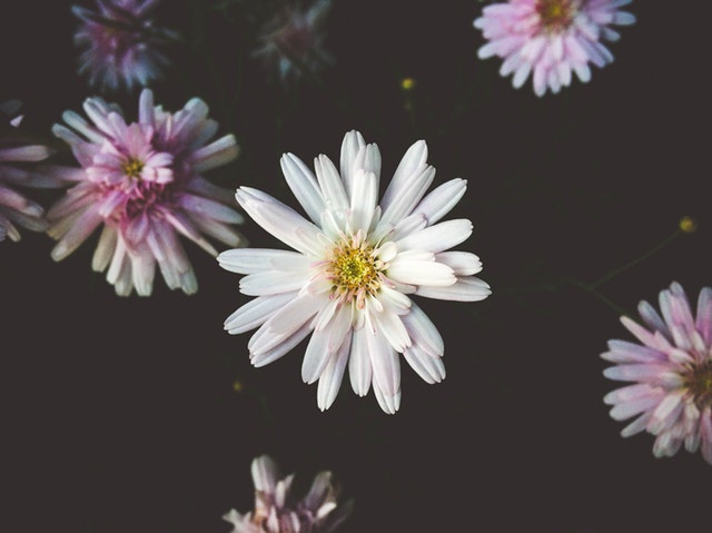 凡花盛开一度，花香飘散一季