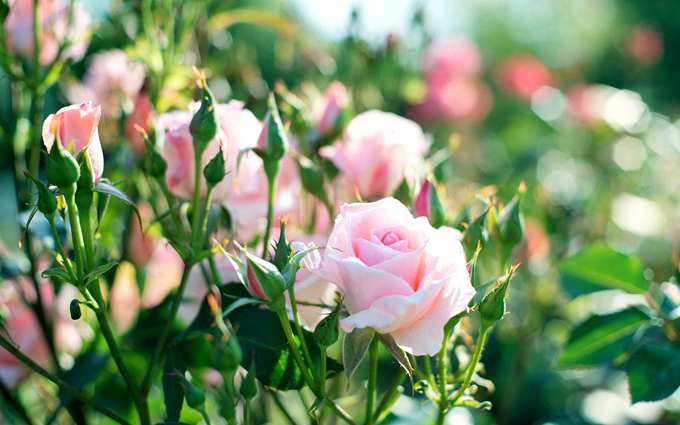 蔷薇花的传说以及花语：淡淡的思念是爱情的味道