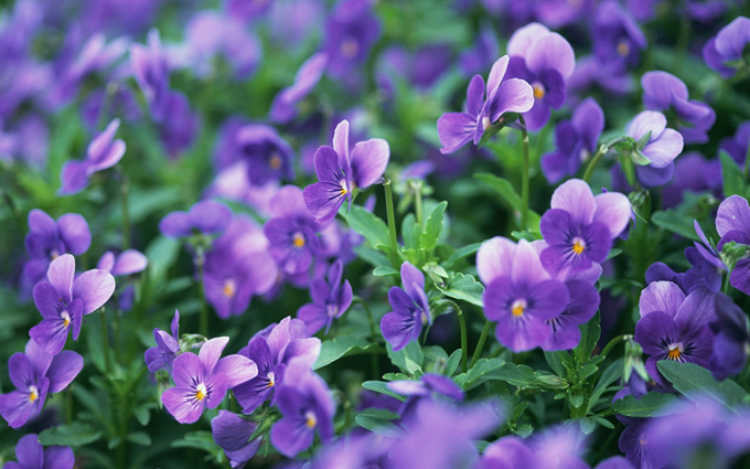 紫罗兰的花语：永恒的美与爱、质朴