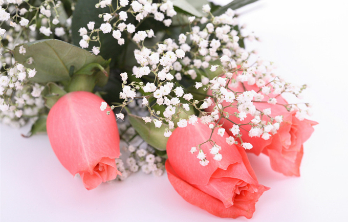 粉玫瑰的花语以及养殖方法：初恋、纯爱、真诚