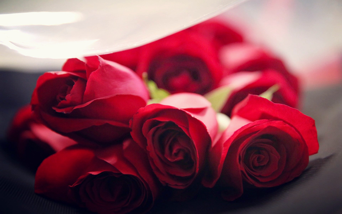 世界上最美丽的玫瑰花：安徒生童话