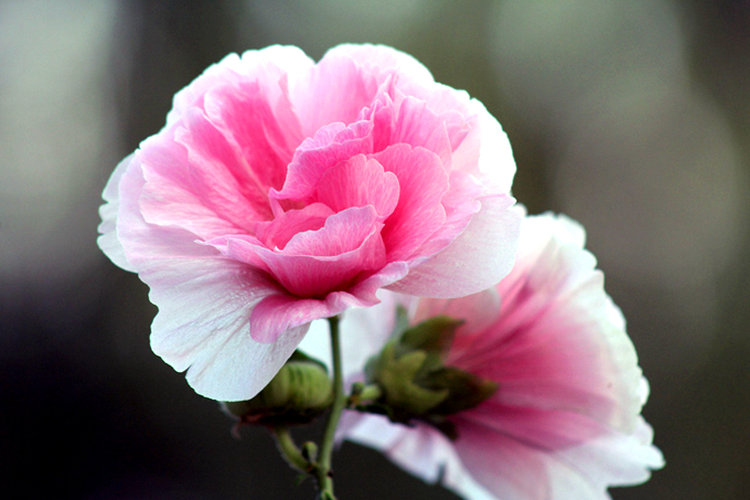 芙蓉花的养护方法以及花语：贞操、纯洁