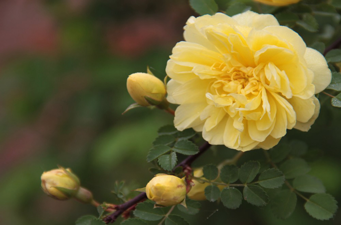黄刺玫的日常养护管理以及花语：希望与你泛起激情的爱