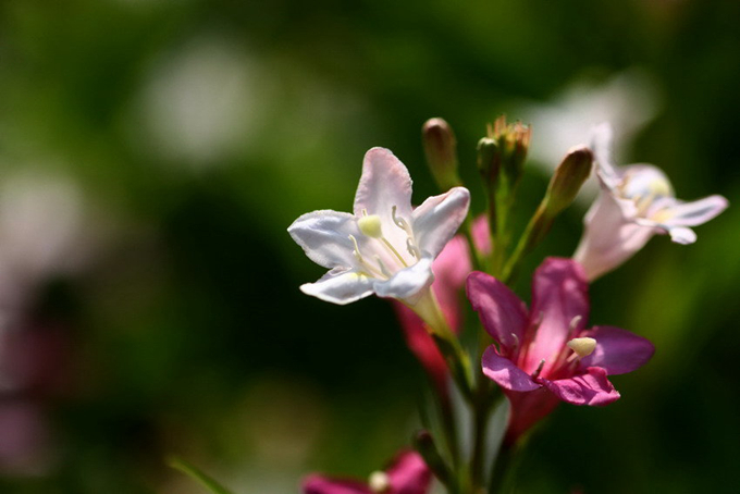 锦带花的主要价值以及栽培技术、花语：绚烂