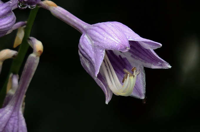 紫萼的繁殖方法以及栽培技术