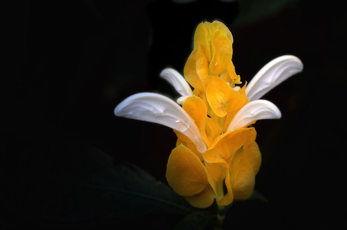 金苞花的主要价值以及繁殖方式