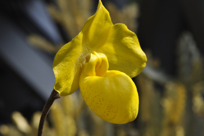 黄兰花的繁殖培育以及栽培技术、花语：爱情的俘虏