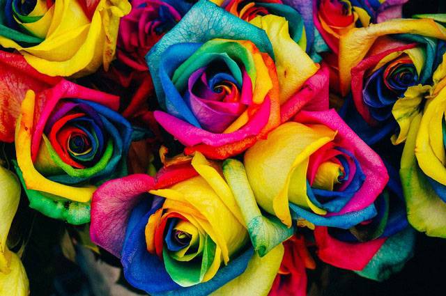 玫瑰花是爱情的最好象征
