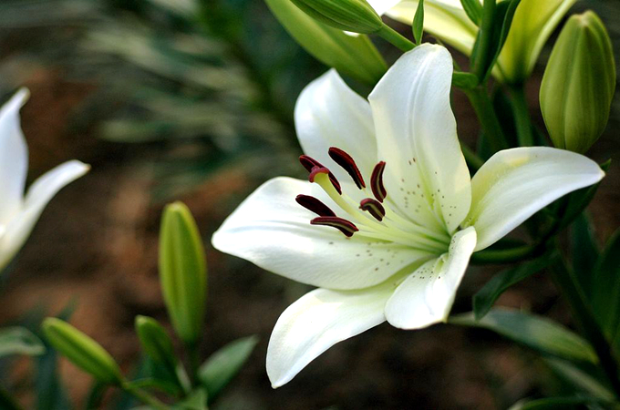 百合花不同枝数代表的花语大全