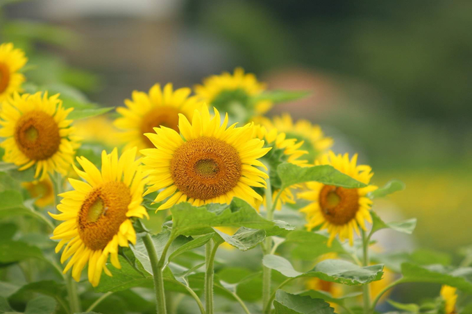 教师节给老师们送花推荐