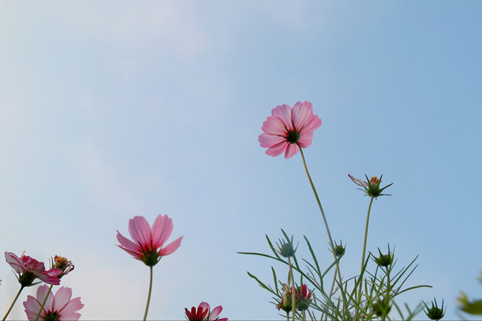 探望朋友送什么鲜花合适呢？