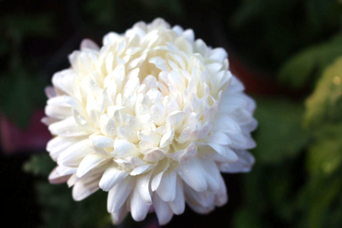 清明节扫墓送花不同的花有不同的花语