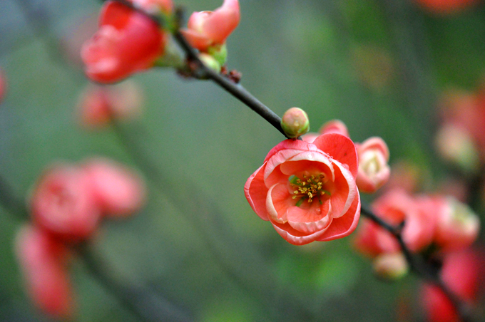 海棠花的花语是什么？