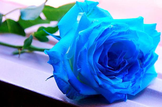 蓝玫瑰送不同的人含义有哪些？