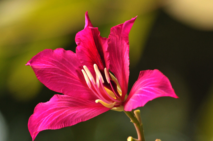 紫荆花的花语是什么？