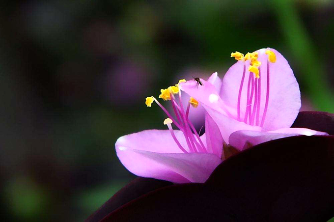 紫罗兰的花语是什么？