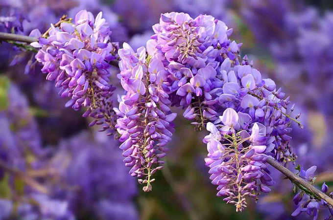紫藤花的花语是什么？