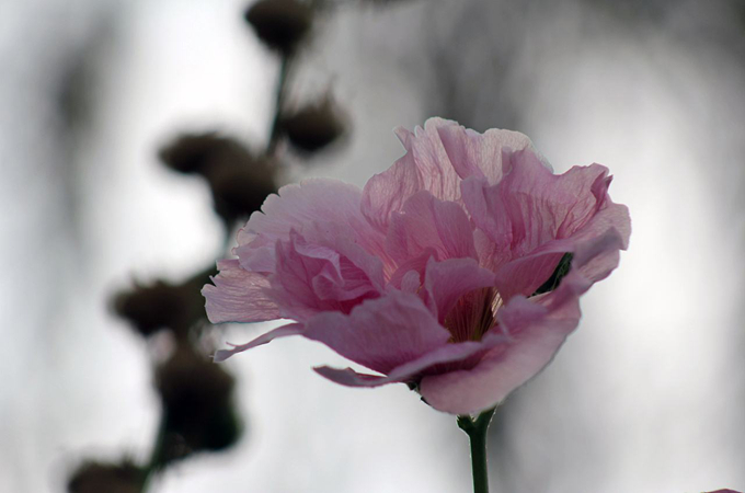 芙蓉花的花语是什么？