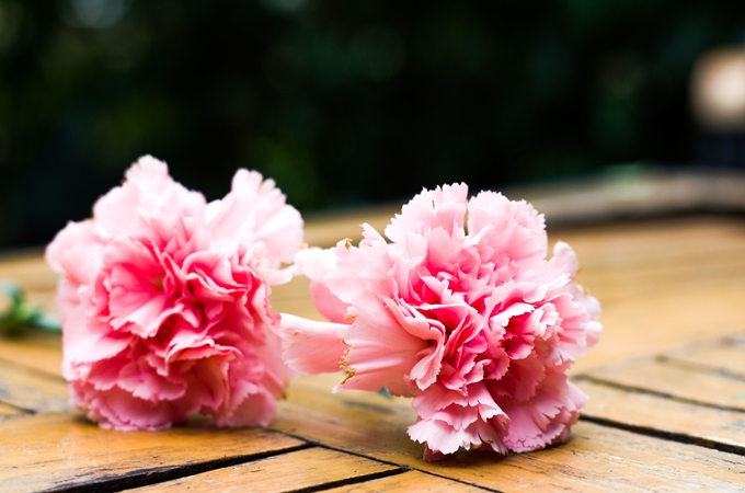 “三八节”送长辈的花有哪些？