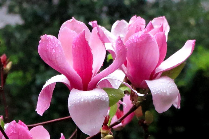 木兰花的花语是什么？