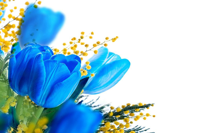 蓝色郁金香的花语是什么？