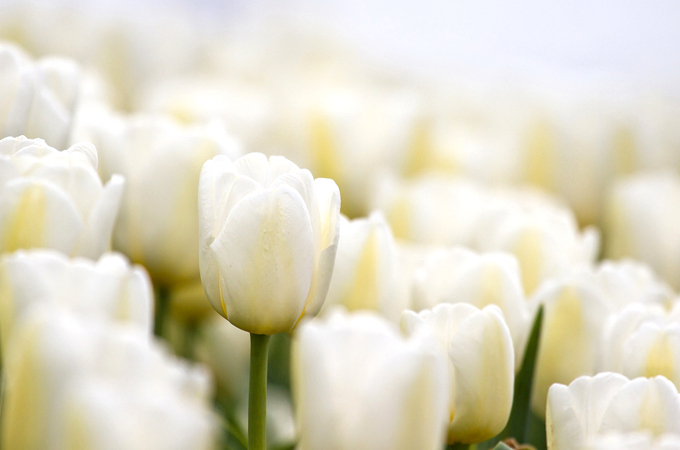 白色郁金香的花语是什么？