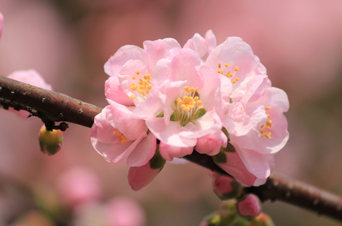 杏花的花语是什么