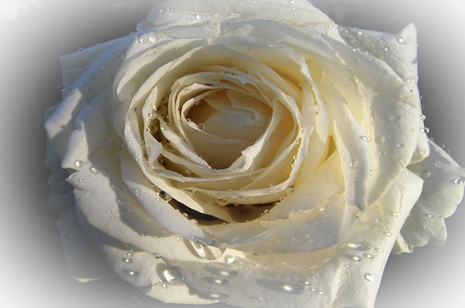 11枝白玫瑰花语