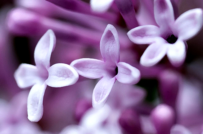 紫罗兰花语你知道多少？