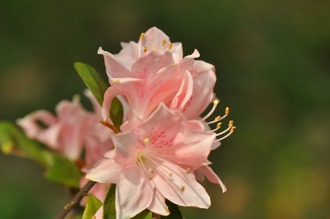 杜鹃花的花语是什么？映山红是杜鹃花吗？