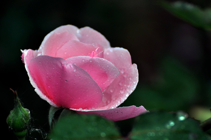 月季花的花语是什么？