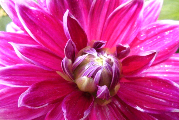 荷兰菊的繁殖方式以及花语：活动、说谎