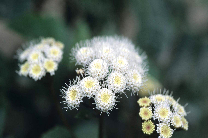 霍香蓟的养殖方法以及花语：敬爱