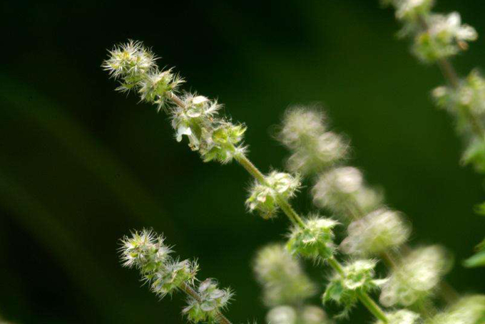 荆芥的栽培技术以及管理养护