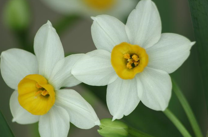 水仙花开花后如何养殖