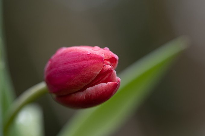 送什么生日鲜花礼物最好？