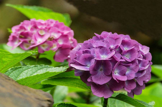 八仙花的品种以及花期管理