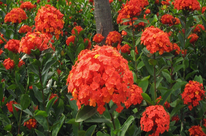 端午节送鲜花：龙船花-健康吉祥