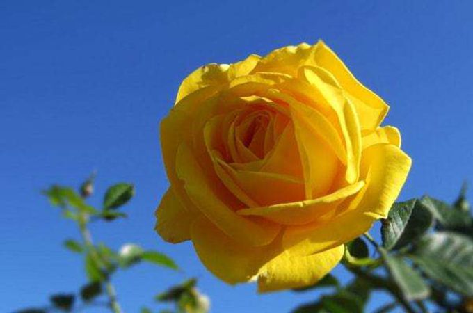  七夕节送不同朵数玫瑰有哪些含义？