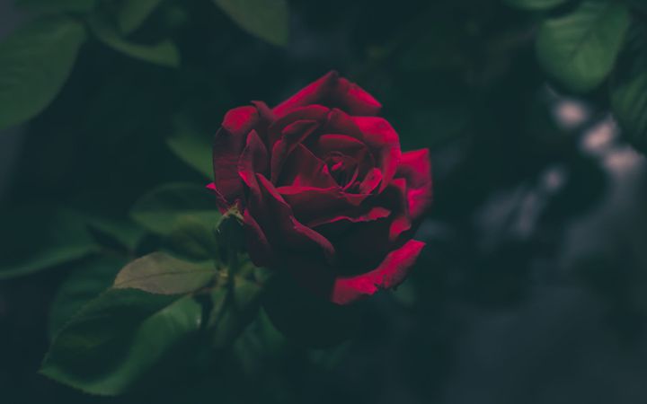  情人节送不同数量玫瑰有什么含义？