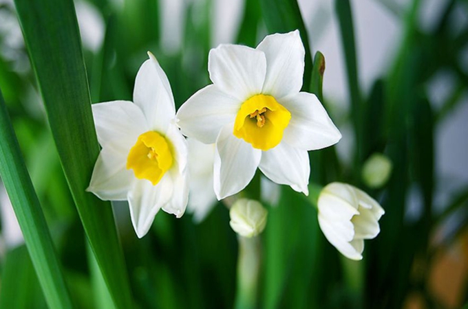 送什么春节鲜花合适？