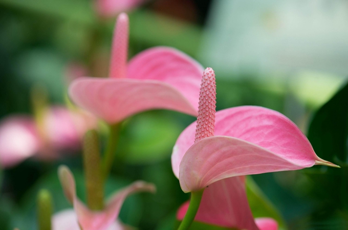 “满月宴”送什么鲜花好？