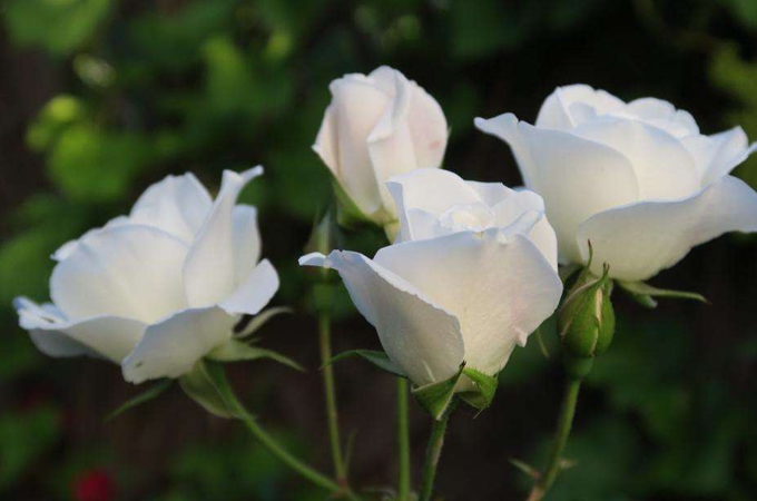 送母亲什么鲜花合适？